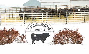 Bruner Angus Ranch in the winter